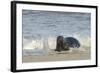 Grey Seal (Halichoerus Grypus) Adult Hauling Ashore Among Breaking Waves-Nick Upton-Framed Photographic Print