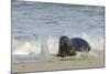 Grey Seal (Halichoerus Grypus) Adult Hauling Ashore Among Breaking Waves-Nick Upton-Mounted Photographic Print