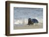 Grey Seal (Halichoerus Grypus) Adult Hauling Ashore Among Breaking Waves-Nick Upton-Framed Photographic Print