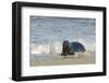 Grey Seal (Halichoerus Grypus) Adult Hauling Ashore Among Breaking Waves-Nick Upton-Framed Photographic Print