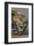Grey Seal (Halichoerus grypus) adult, resting on beach, Lincolnshire-Mike Lane-Framed Photographic Print
