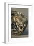 Grey Seal (Halichoerus grypus) adult, resting on beach, Lincolnshire-Mike Lane-Framed Photographic Print