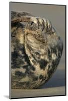 Grey Seal (Halichoerus grypus) adult, resting on beach, Lincolnshire-Mike Lane-Mounted Photographic Print