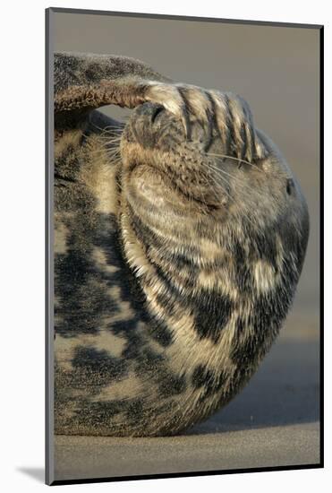 Grey Seal (Halichoerus grypus) adult, resting on beach, Lincolnshire-Mike Lane-Mounted Photographic Print