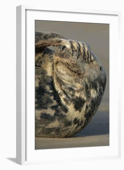 Grey Seal (Halichoerus grypus) adult, resting on beach, Lincolnshire-Mike Lane-Framed Photographic Print