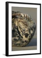 Grey Seal (Halichoerus grypus) adult, resting on beach, Lincolnshire-Mike Lane-Framed Photographic Print