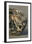 Grey Seal (Halichoerus grypus) adult, resting on beach, Lincolnshire-Mike Lane-Framed Photographic Print