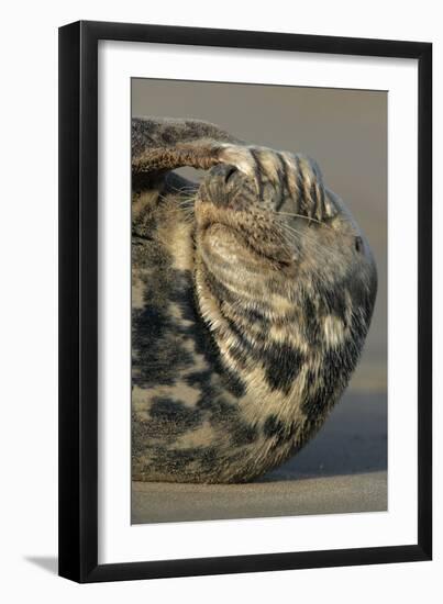 Grey Seal (Halichoerus grypus) adult, resting on beach, Lincolnshire-Mike Lane-Framed Photographic Print