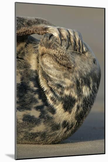 Grey Seal (Halichoerus grypus) adult, resting on beach, Lincolnshire-Mike Lane-Mounted Photographic Print
