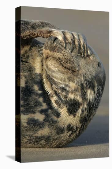 Grey Seal (Halichoerus grypus) adult, resting on beach, Lincolnshire-Mike Lane-Stretched Canvas