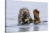 Grey Seal (Halichoerus Grypus) At Rest On Submerged Rock, Head And One Flipper Above Water-Andy Trowbridge-Stretched Canvas