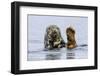 Grey Seal (Halichoerus Grypus) At Rest On Submerged Rock, Head And One Flipper Above Water-Andy Trowbridge-Framed Photographic Print