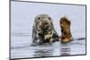 Grey Seal (Halichoerus Grypus) At Rest On Submerged Rock, Head And One Flipper Above Water-Andy Trowbridge-Mounted Photographic Print