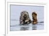 Grey Seal (Halichoerus Grypus) At Rest On Submerged Rock, Head And One Flipper Above Water-Andy Trowbridge-Framed Photographic Print