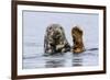 Grey Seal (Halichoerus Grypus) At Rest On Submerged Rock, Head And One Flipper Above Water-Andy Trowbridge-Framed Photographic Print