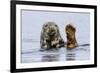 Grey Seal (Halichoerus Grypus) At Rest On Submerged Rock, Head And One Flipper Above Water-Andy Trowbridge-Framed Photographic Print