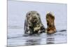 Grey Seal (Halichoerus Grypus) At Rest On Submerged Rock, Head And One Flipper Above Water-Andy Trowbridge-Mounted Photographic Print