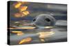 Grey Seal (Halichoerus Grypus) Bull with Reflections on Water of Harbour Lights, Shetland Isles, UK-Peter Cairns-Stretched Canvas