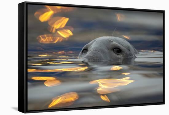 Grey Seal (Halichoerus Grypus) Bull with Reflections on Water of Harbour Lights, Shetland Isles, UK-Peter Cairns-Framed Stretched Canvas