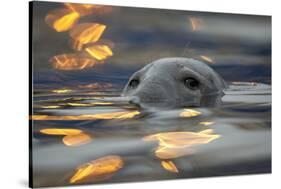 Grey Seal (Halichoerus Grypus) Bull with Reflections on Water of Harbour Lights, Shetland Isles, UK-Peter Cairns-Stretched Canvas