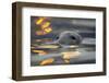 Grey Seal (Halichoerus Grypus) Bull with Reflections on Water of Harbour Lights, Shetland Isles, UK-Peter Cairns-Framed Photographic Print