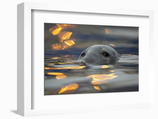 Grey Seal (Halichoerus Grypus) Bull with Reflections on Water of Harbour Lights, Shetland Isles, UK-Peter Cairns-Framed Photographic Print