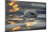 Grey Seal (Halichoerus Grypus) Bull with Reflections on Water of Harbour Lights, Shetland Isles, UK-Peter Cairns-Mounted Photographic Print
