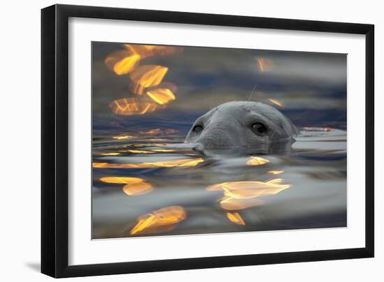 Grey Seal (Halichoerus Grypus) Bull with Reflections on Water of Harbour Lights, Shetland Isles, UK-Peter Cairns-Framed Photographic Print