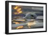 Grey Seal (Halichoerus Grypus) Bull with Reflections on Water of Harbour Lights, Shetland Isles, UK-Peter Cairns-Framed Photographic Print