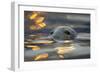 Grey Seal (Halichoerus Grypus) Bull with Reflections on Water of Harbour Lights, Shetland Isles, UK-Peter Cairns-Framed Photographic Print