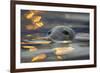 Grey Seal (Halichoerus Grypus) Bull with Reflections on Water of Harbour Lights, Shetland Isles, UK-Peter Cairns-Framed Photographic Print