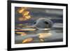 Grey Seal (Halichoerus Grypus) Bull with Reflections on Water of Harbour Lights, Shetland Isles, UK-Peter Cairns-Framed Photographic Print