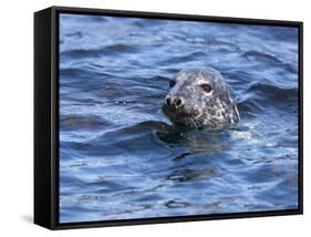Grey Seal (Halichoerus Grypus), Farne Islands, Seahouses, Northumberland, England, Uk-Ann & Steve Toon-Framed Stretched Canvas