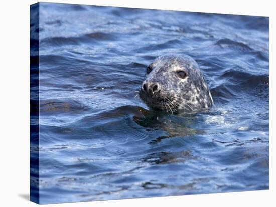 Grey Seal (Halichoerus Grypus), Farne Islands, Seahouses, Northumberland, England, Uk-Ann & Steve Toon-Stretched Canvas