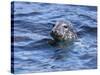 Grey Seal (Halichoerus Grypus), Farne Islands, Seahouses, Northumberland, England, Uk-Ann & Steve Toon-Stretched Canvas