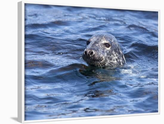 Grey Seal (Halichoerus Grypus), Farne Islands, Seahouses, Northumberland, England, Uk-Ann & Steve Toon-Framed Photographic Print