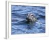 Grey Seal (Halichoerus Grypus), Farne Islands, Seahouses, Northumberland, England, Uk-Ann & Steve Toon-Framed Photographic Print