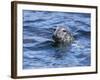 Grey Seal (Halichoerus Grypus), Farne Islands, Seahouses, Northumberland, England, Uk-Ann & Steve Toon-Framed Photographic Print