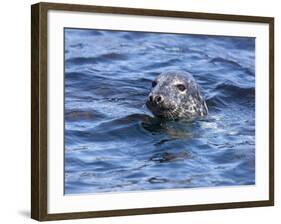 Grey Seal (Halichoerus Grypus), Farne Islands, Seahouses, Northumberland, England, Uk-Ann & Steve Toon-Framed Photographic Print