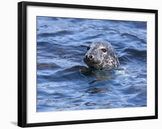 Grey Seal (Halichoerus Grypus), Farne Islands, Seahouses, Northumberland, England, Uk-Ann & Steve Toon-Framed Photographic Print