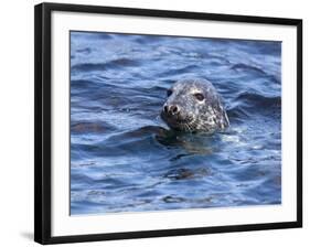 Grey Seal (Halichoerus Grypus), Farne Islands, Seahouses, Northumberland, England, Uk-Ann & Steve Toon-Framed Photographic Print