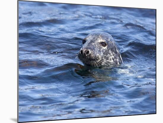 Grey Seal (Halichoerus Grypus), Farne Islands, Seahouses, Northumberland, England, Uk-Ann & Steve Toon-Mounted Photographic Print