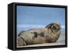 Grey Seal (Halichoerus Grypus), Helgoland, Schleswig-Holstein, Germany-Thorsten Milse-Framed Stretched Canvas