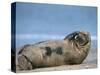 Grey Seal (Halichoerus Grypus), Helgoland, Schleswig-Holstein, Germany-Thorsten Milse-Stretched Canvas