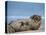 Grey Seal (Halichoerus Grypus), Helgoland, Schleswig-Holstein, Germany-Thorsten Milse-Stretched Canvas