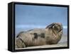 Grey Seal (Halichoerus Grypus), Helgoland, Schleswig-Holstein, Germany-Thorsten Milse-Framed Stretched Canvas