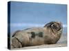 Grey Seal (Halichoerus Grypus), Helgoland, Schleswig-Holstein, Germany-Thorsten Milse-Stretched Canvas