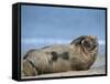 Grey Seal (Halichoerus Grypus), Helgoland, Schleswig-Holstein, Germany-Thorsten Milse-Framed Stretched Canvas