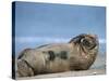 Grey Seal (Halichoerus Grypus), Helgoland, Schleswig-Holstein, Germany-Thorsten Milse-Stretched Canvas