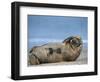 Grey Seal (Halichoerus Grypus), Helgoland, Schleswig-Holstein, Germany-Thorsten Milse-Framed Photographic Print